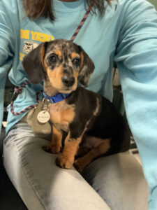 Work with Dogs 4