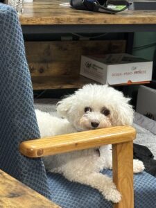 Work with Dogs 3