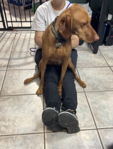 Work with Dogs 1
