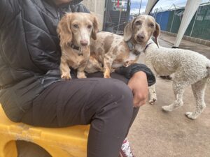Work with Dogs 2