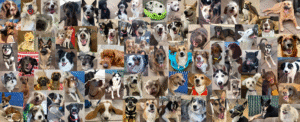 Lucky Dog Daycare and Boarding in Colorado Springs 1 Lucky Dog Daycare and Boarding in Colorado Springs 1