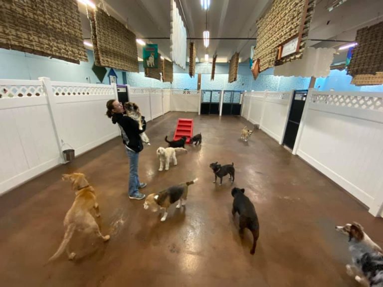 Doggy Daycare and Boarding Colorado Springs at Lucky Dog