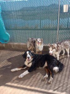 Dog Boarding 2 Dog Boarding 2